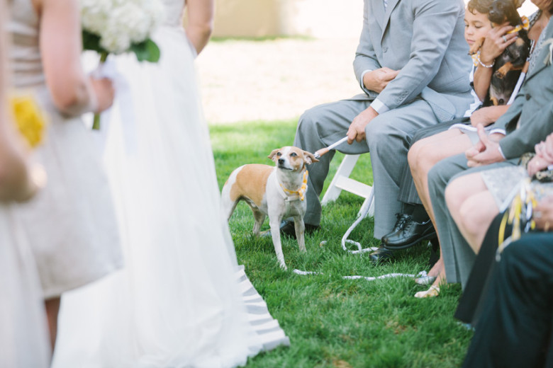 Pessoa cuidando do cachorro no casamento