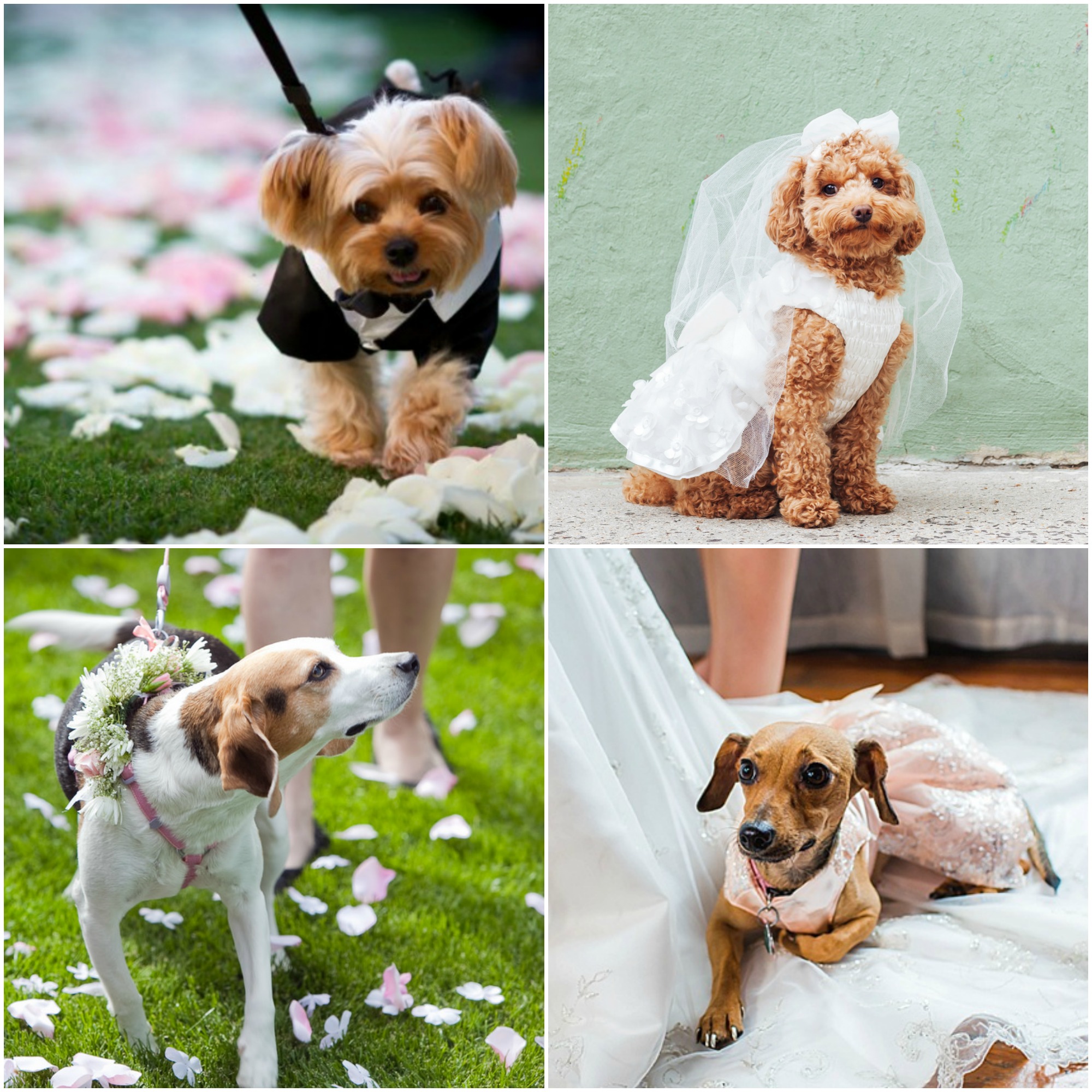 Ideias de trajes para cachorros em casamento