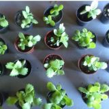 Méri Do Brasil/Plantas para lembrancinhas e vasinh