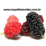 Moya - Foto e Vídeo