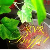 Kvr Buffet