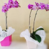 Orquideas São gonçalo
