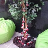 maçã do amor decor
