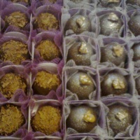 Mini trufas de nozes e brigadeiro trufado
