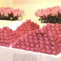 todo rosa