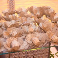 Doces e Bombons finos