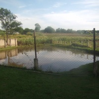 Lago para pesca com peixes - Tilápia e Traíra