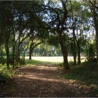 BOSQUE nativo