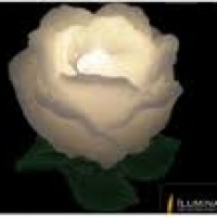 cachepo rosa
