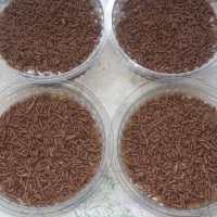 Brigadeiros huuum