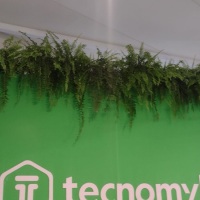 Nossas samambaias linda decoração