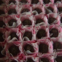 brigadeiro