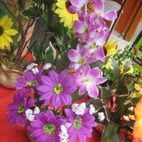 arranjo orquideas com jebras