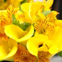 buque de callas