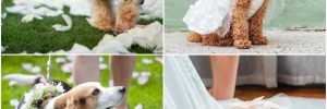 Cachorro no <b>Casamento</b>: 5 <b><b>Dica</b>s</b> para <b>Seu</b> Pet virar Daminha de Honra