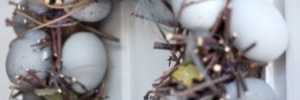 A Páscoa <b>Está</b> <b>Chegando</b>: três dicas para você decorar a sua casa